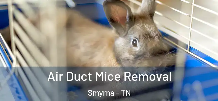  Air Duct Mice Removal Smyrna - TN